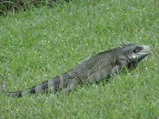 Iguane à Gosier !